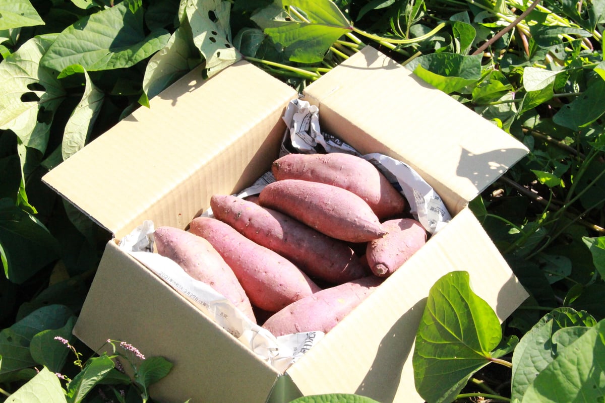 さつま芋「蜜王 極」 5kg セット | さつまいも「蜜王-みつおう」 叶農園