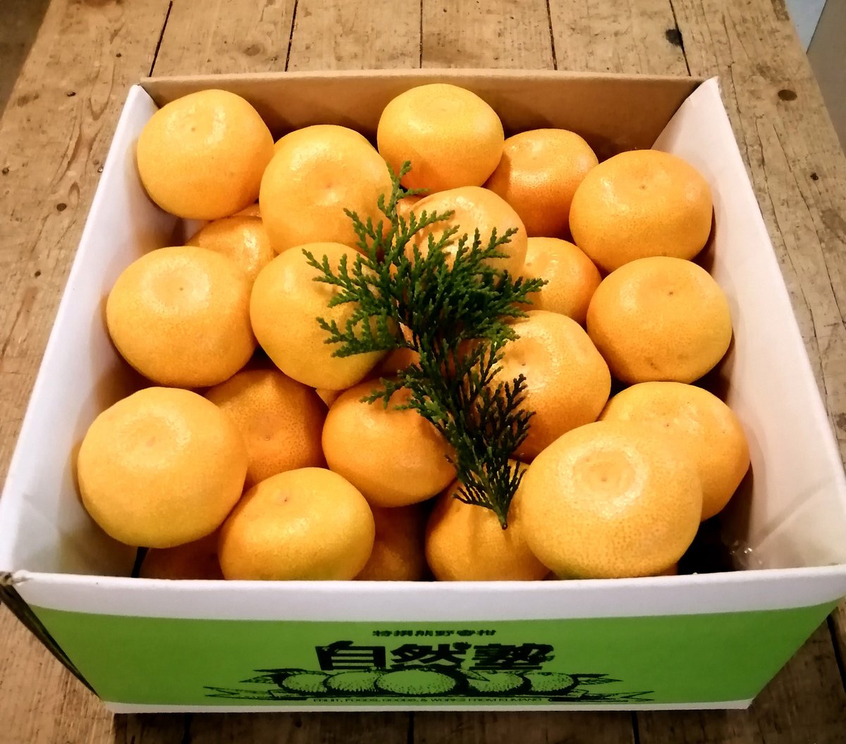 温室温州みかんの販売を開始いたしました。 | 自然塾おれんじペコ