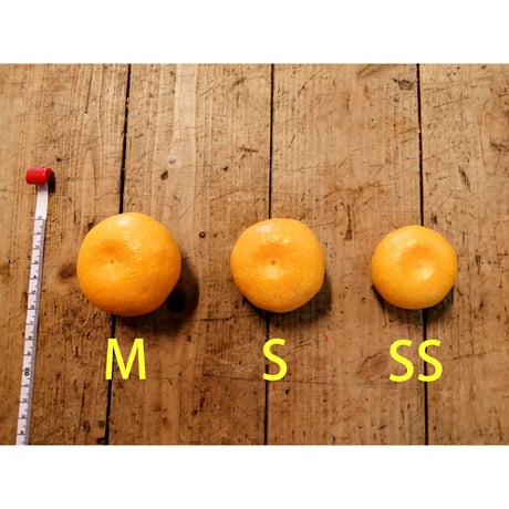 【送料無料】温室温州みかん 約1.5kg  (S・Mサイズ 約18～28個)　OM-60