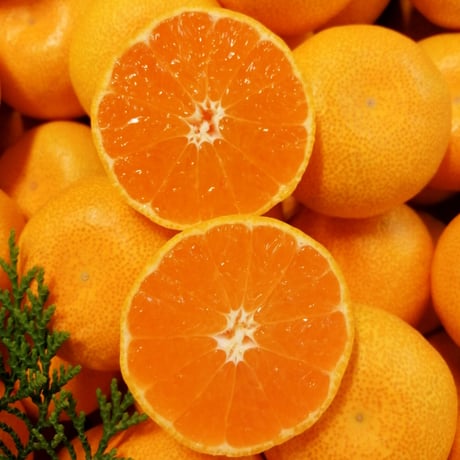 【送料無料】温室温州みかん 約1.5kg  (S・Mサイズ 約18～28個)　OM-60