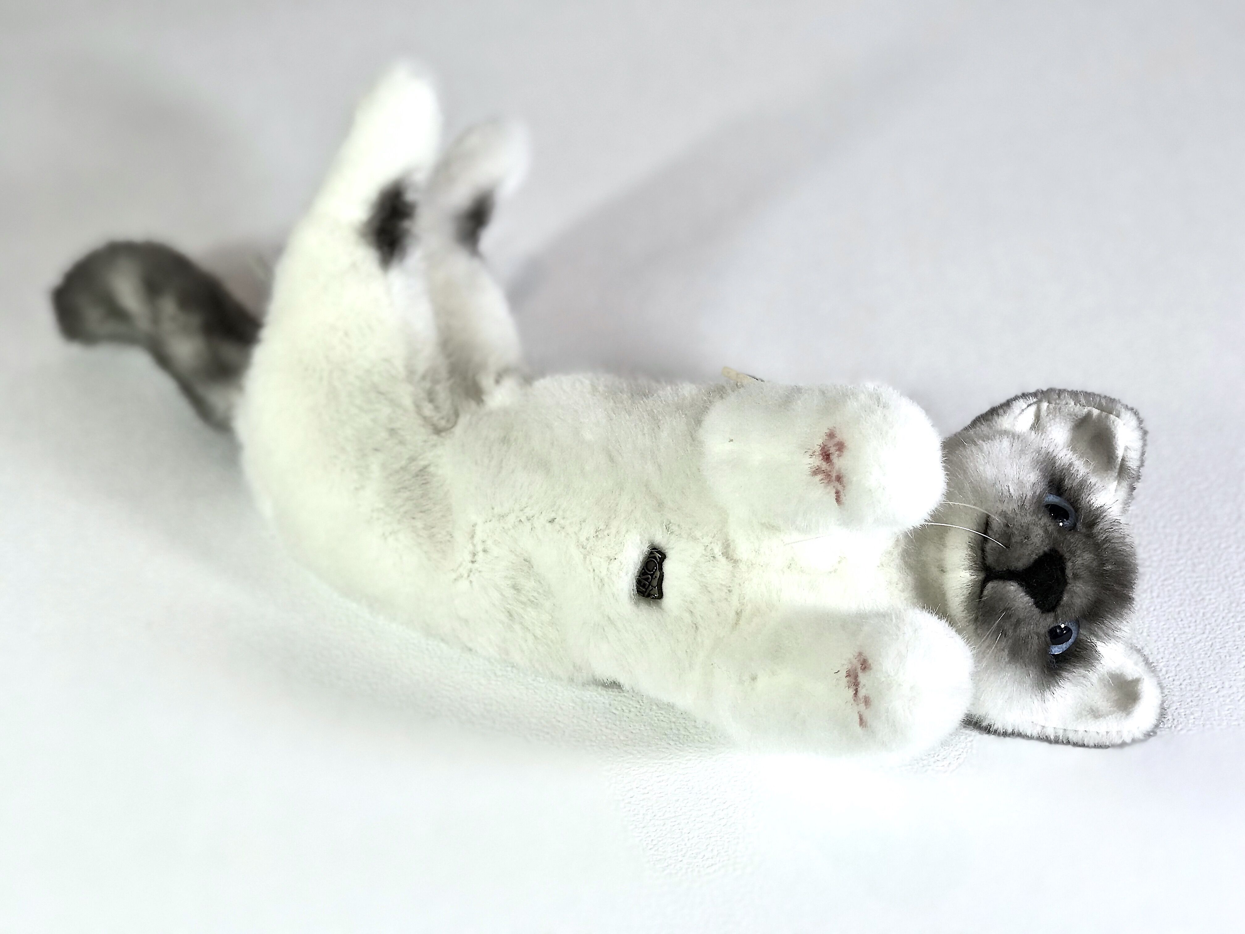 KOSEN/ケーセン ねそべり猫（小） ヒマラヤン | Toy-Toy ONLINESHOP