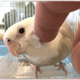 鳥さんの為のボランティア!NPO法人 ハッピーインコ