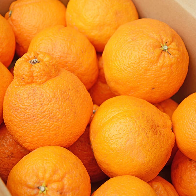 訳あり】デコポン5kg(不知火ミカン)※多少傷ありです。(大小15~20個  