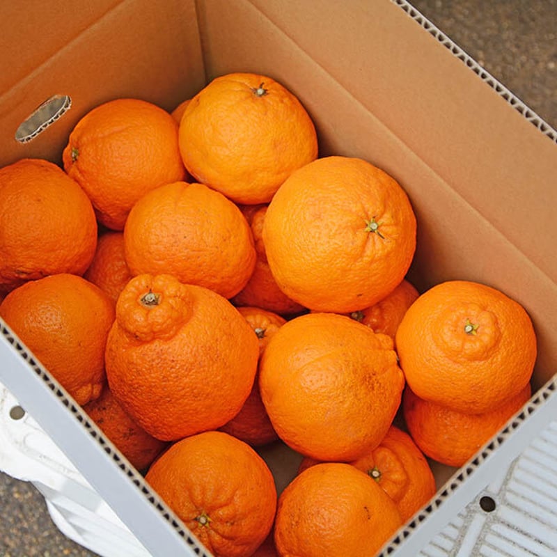 訳あり】デコポン5kg(不知火ミカン)※多少傷ありです。(大小15~20個  