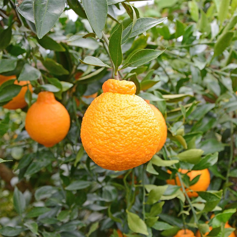 訳あり】デコポン5kg(不知火ミカン)※多少傷ありです。(大小15~20個  