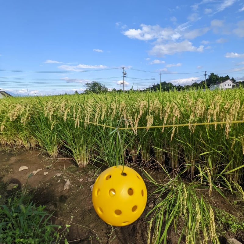 ピックル米（長野県産コシヒカリ3㎏、ミニボール付）新米 | ピックル