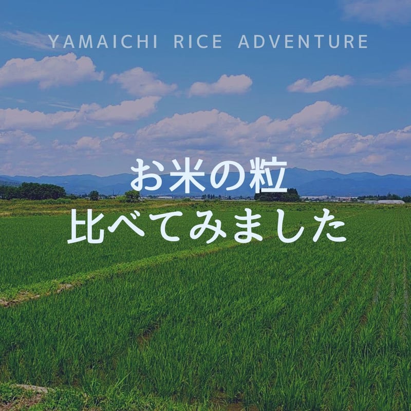 令和7年産 磐梯町産 いのちの壱 ＜30kg＞ | YAMAICHI RICE ADVENTU
