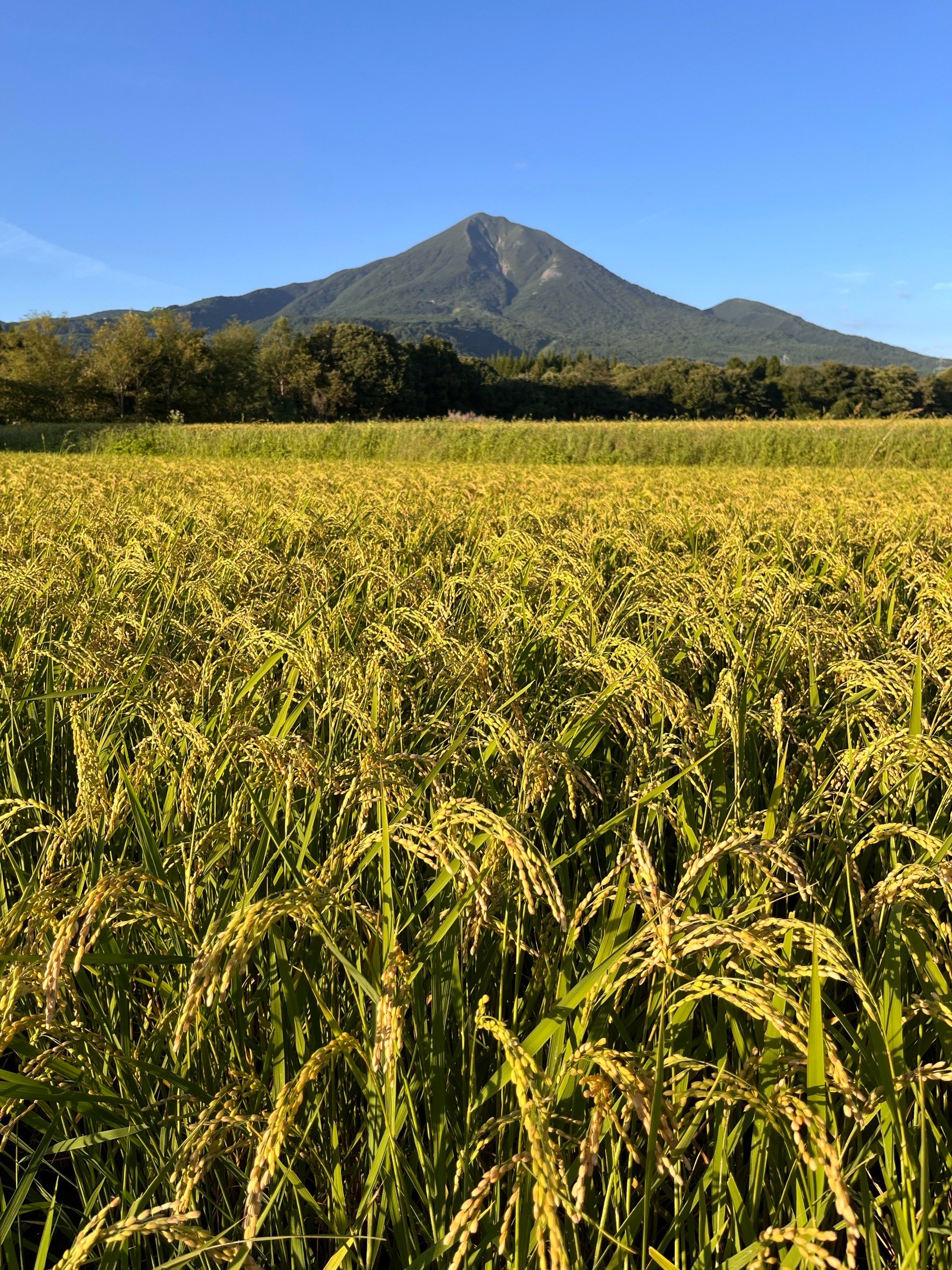 YAMAICHI RICE ADVENTURE ～ 会津の米農家 ～