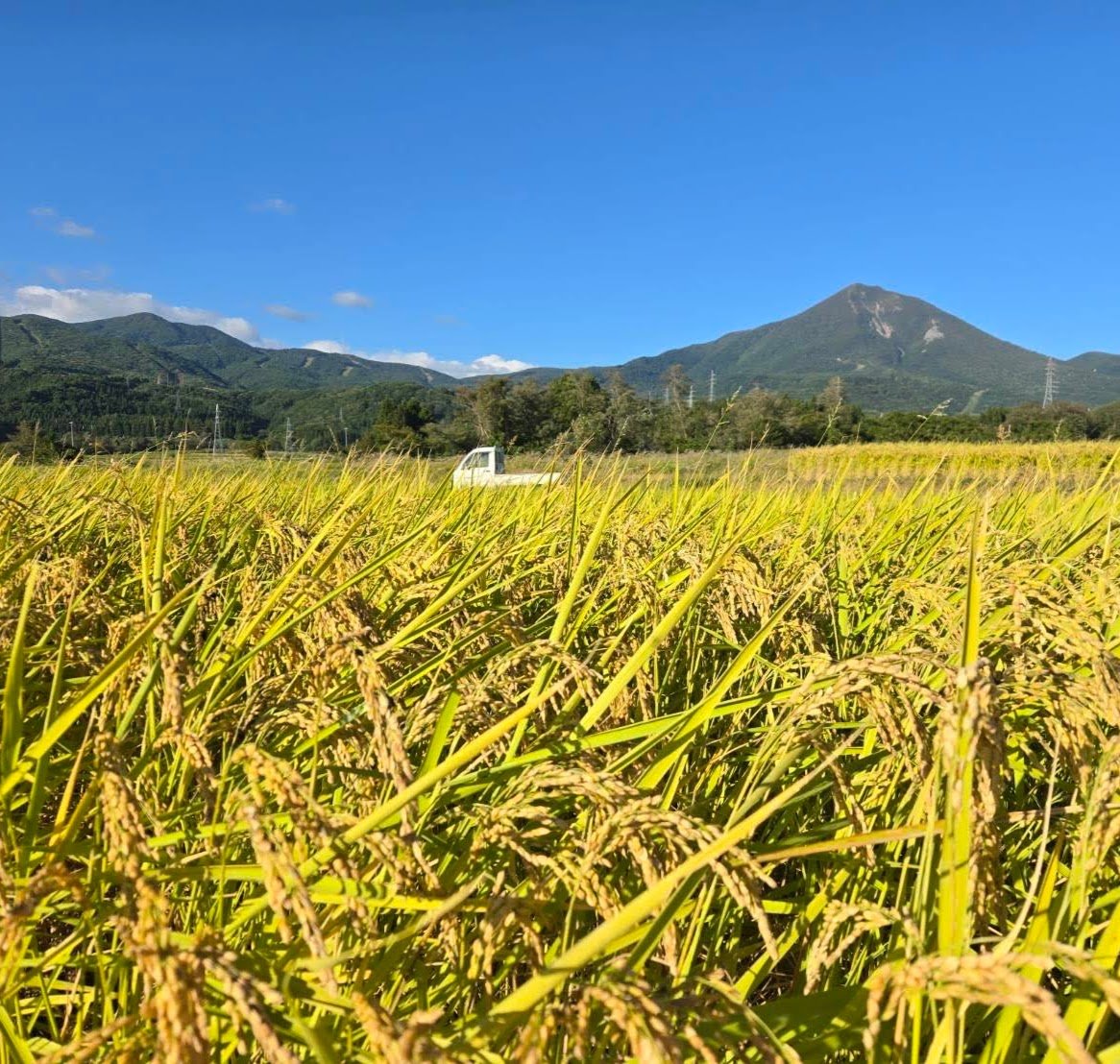 令和7年産 磐梯町産 いのちの壱 ＜30kg＞ | YAMAICHI RICE ADVENTU