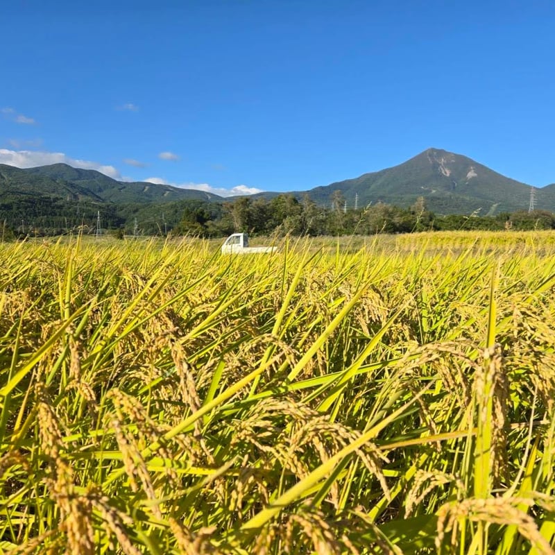令和7年産 磐梯町産 いのちの壱 ＜10kg＞ | YAMAICHI RICE ADVENTU
