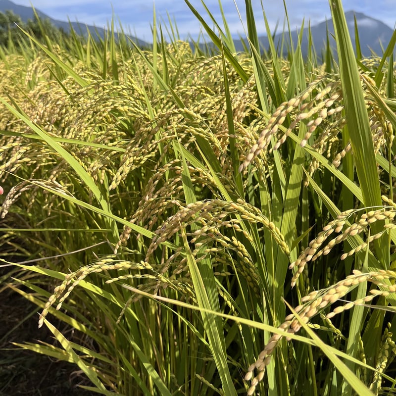 定期便>令和6年産 喜多方市塩川町産 コシヒカリ 【玄米 30kg 定期便>令和6年産 喜多方市塩川町産 コシヒカリ 【玄米 30kg