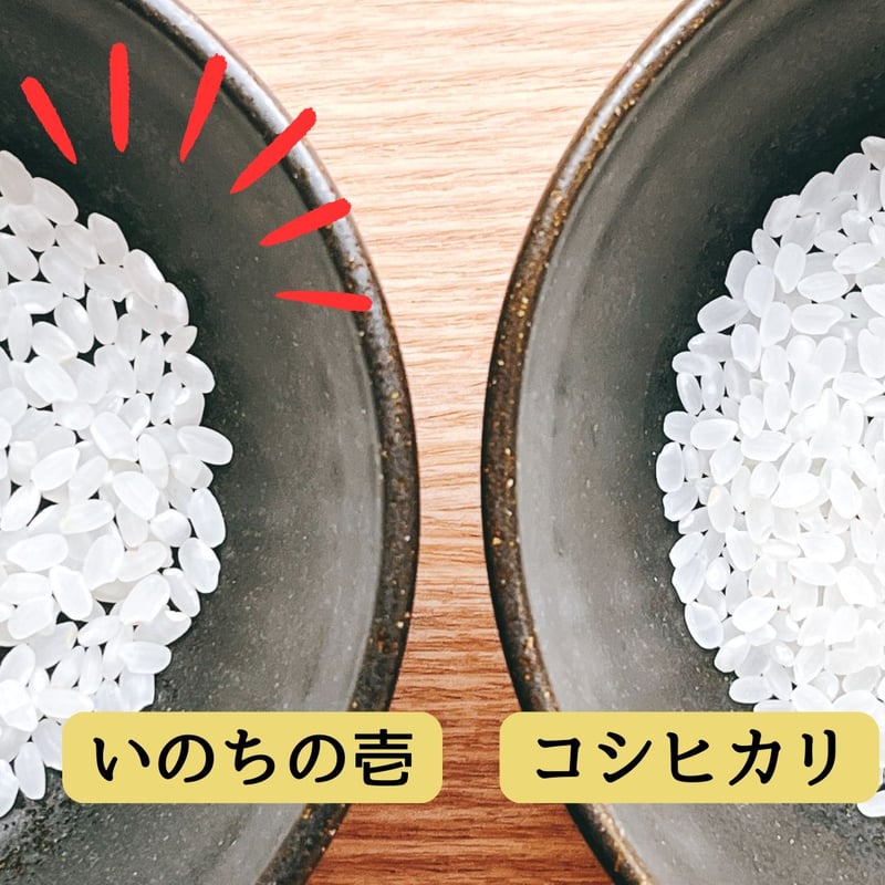 令和7年産 磐梯町産 いのちの壱 ＜30kg＞ | YAMAICHI RICE ADVENTU
