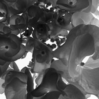 BW-flower-004_M