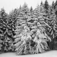 BW-Forest-008_S