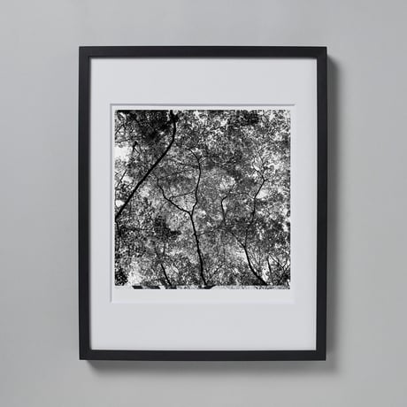 BW-Forest-007_LL