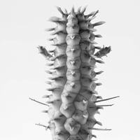BW-Succulent-007_M
