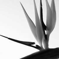 BW-flower-008_M