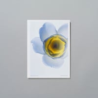 BOOK_Living Flowers