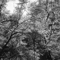 BW-Forest-009_M