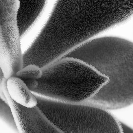 BW-Succulent-004_L