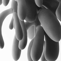 BW-Succulent-002_M