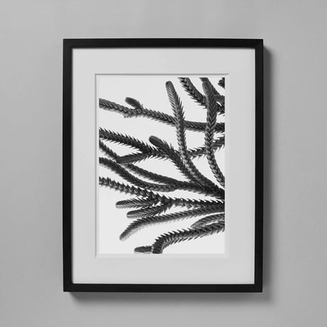 BW-Succulent-005_LL