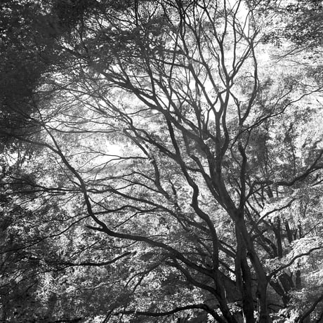 BW-Forest-003_S