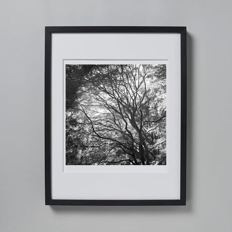 BW-Forest-003_S