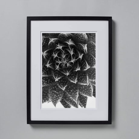 BW-Succulent-006_L