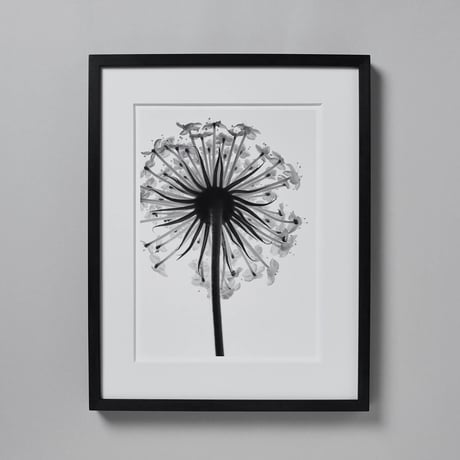 BW-flower-001_L