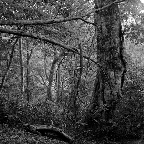 BW-Forest-006_S