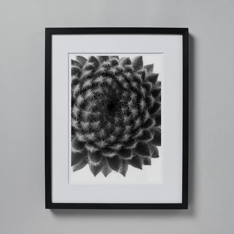 BW-Succulent-001_L