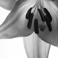 BW-flower-005_LL