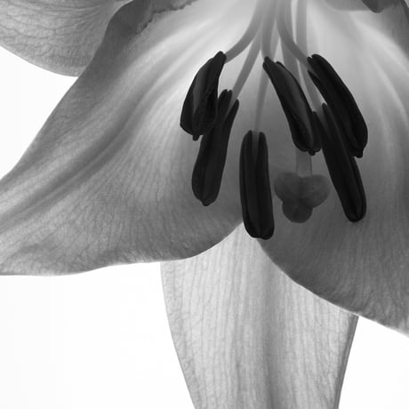 BW-flower-005_L