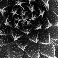 BW-Succulent-006_M