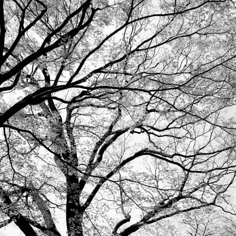 BW-Forest-004_LL