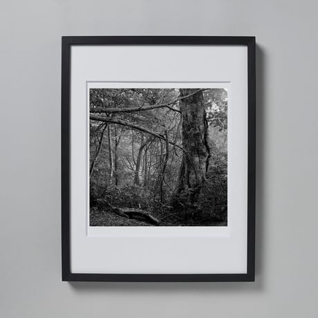 BW-Forest-006_M