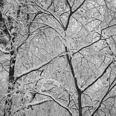 BW-Forest-001_M