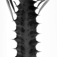 BW-Succulent-003_S