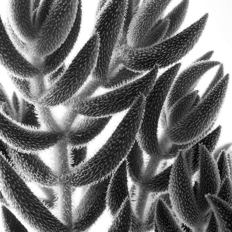 BW-Succulent-008_LL