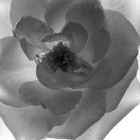 BW-flower-007_L