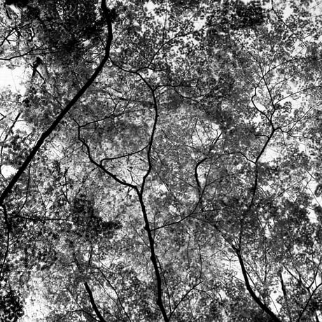 BW-Forest-007_LL