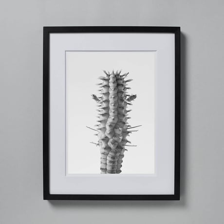 BW-Succulent-007_M