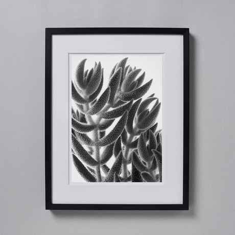BW-Succulent-008_LL