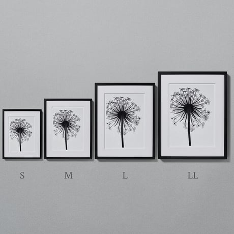 BW-flower-006_M