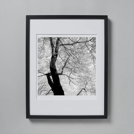 BW-Forest-002_S