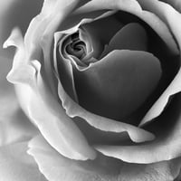BW-flower-003_S