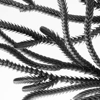 BW-Succulent-005_S
