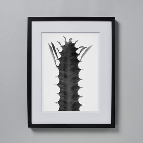 BW-Succulent-003_M
