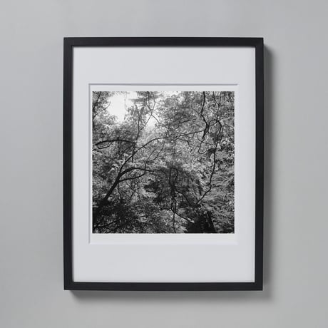 BW-Forest-009_LL